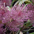 Buy Allium nevskianum (Turkistan Onion) Bulbs online UK