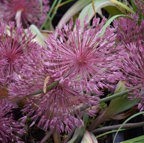 Buy Allium nevskianum (Turkistan Onion) Bulbs online UK