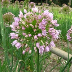 Buy Allium nutans (Flat-stalked Garlic) Bulbs online UK
