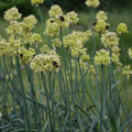 Buy Allium obliquum (Lopsided Onion) Bulbs online UK