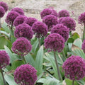 Buy Allium 'Ostara' Bulbs online UK