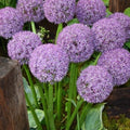Buy Allium 'Pinball Wizard' Bulbs online UK