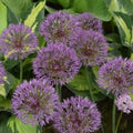 Buy Allium 'Powder Puff' Bulbs online UK