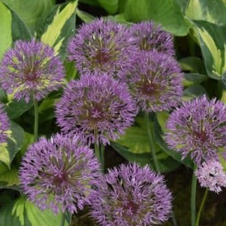 Buy Allium 'Powder Puff' Bulbs online UK