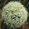 Buy Allium pskemense Bulbs online UK