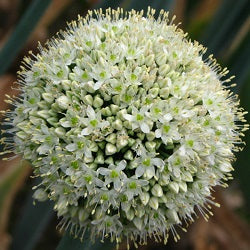 Buy Allium pskemense Bulbs online UK