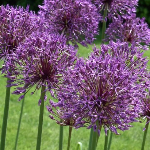 Buy Allium 'Purple Rain' Bulbs online UK