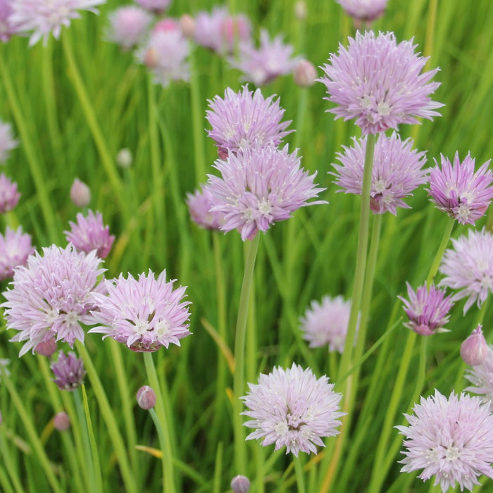 Buy Allium schoenoprasum (Chives) online UK