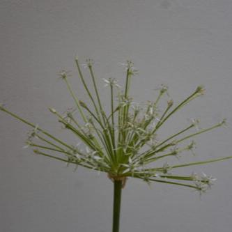 Buy Allium schubertii 'Arctic Snow' Bulbs online UK