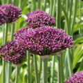 Buy Allium 'Magic' Bulbs online UK