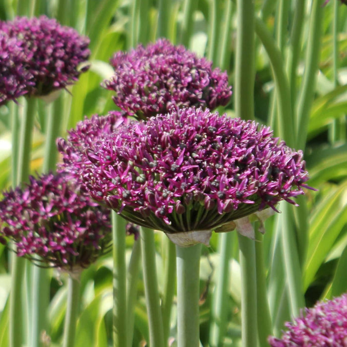 Buy Allium 'Magic' Bulbs online UK