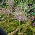 Buy Allium schubertii (Schubert's Allium) Bulbs online UK