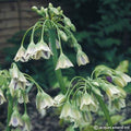 Buy Allium siculum (Sicilian Honey Garlic) Bulbs online UK