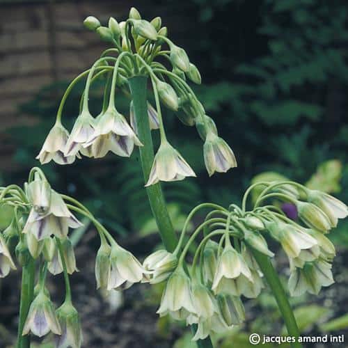 Buy Allium siculum (Sicilian Honey Garlic) Bulbs online UK