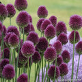 Buy Allium sphaerocephalon (Round-headed Leek) Bulbs online UK