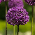 Buy Allium 'Statos' (syn. Stratos) Bulbs online UK