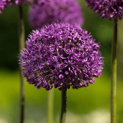 Buy Allium 'Statos' (syn. Stratos) Bulbs online UK