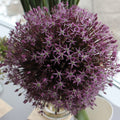 Buy Allium stipitatum (Persian Shallot) Bulbs online UK