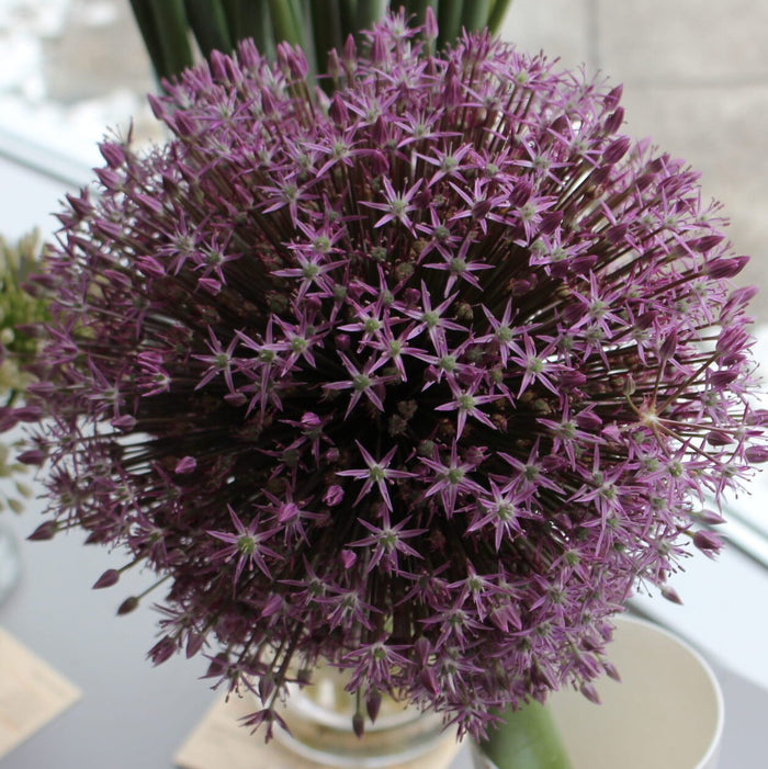 Buy Allium stipitatum (Persian Shallot) Bulbs online UK