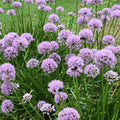 Buy Allium 'Summer Beauty' Bulbs online UK