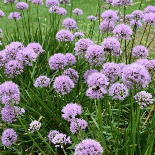 Buy Allium 'Summer Beauty' Bulbs online UK
