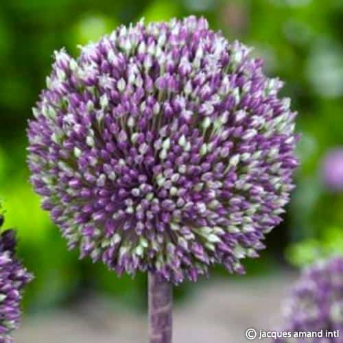 Buy Allium 'Summer Drummer' Bulbs online UK