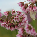 Buy Allium tripedale (Pink Honey Garlic) Bulbs online UK