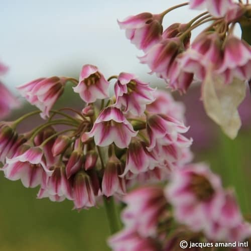 Buy Allium tripedale (Pink Honey Garlic) Bulbs online UK