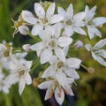 Buy Allium tuberosum (Chinese Chives) Bulbs online UK