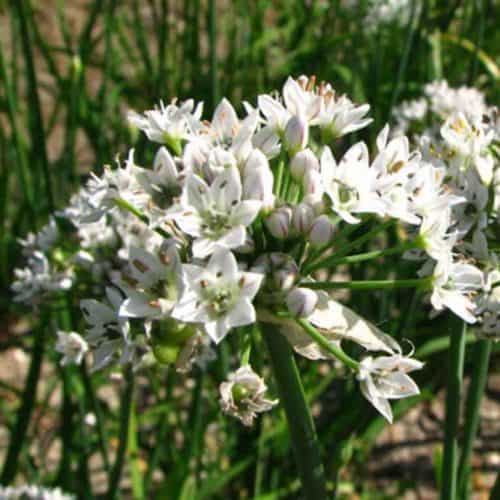 Buy Allium tuberosum (Chinese Chives) Bulbs online UK