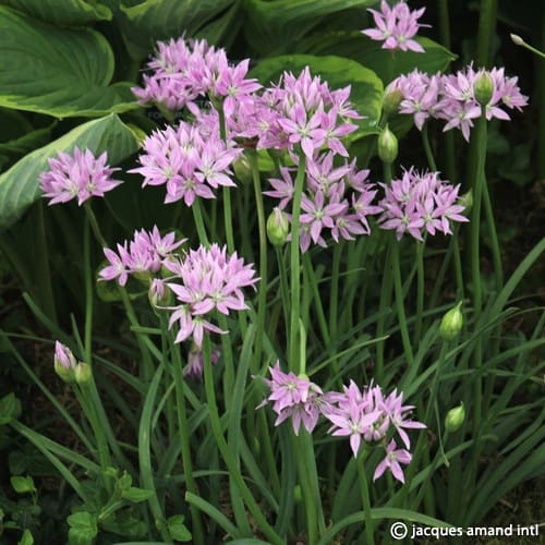 Buy Allium unifolium 'Eros' Bulbs online UK