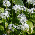 Buy Allium ursinum (Ramsons) Bulbs online UK