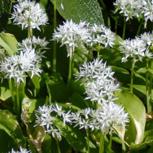 Buy Allium ursinum (Ramsons) Bulbs online UK