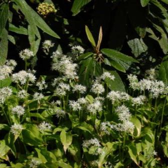 Buy Allium ursinum (Ramsons) Bulbs online UK