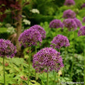 Buy Allium 'Violet Beauty' Bulbs online UK