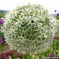 Buy Allium 'White Giant' Bulbs online UK
