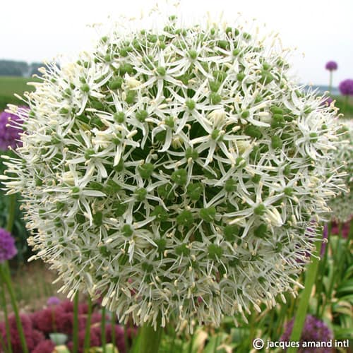 Buy Allium 'White Giant' Bulbs online UK