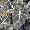 Buy Alocasia 'Black Velvet' online UK