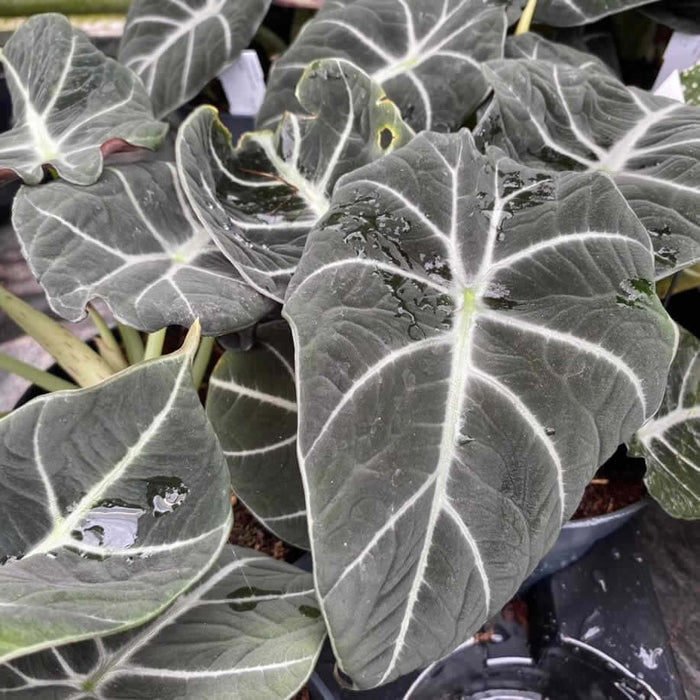Buy Alocasia 'Black Velvet' online UK