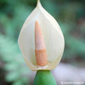 Buy Alocasia macrorrhiza (Giant Taro) Bulbs online UK