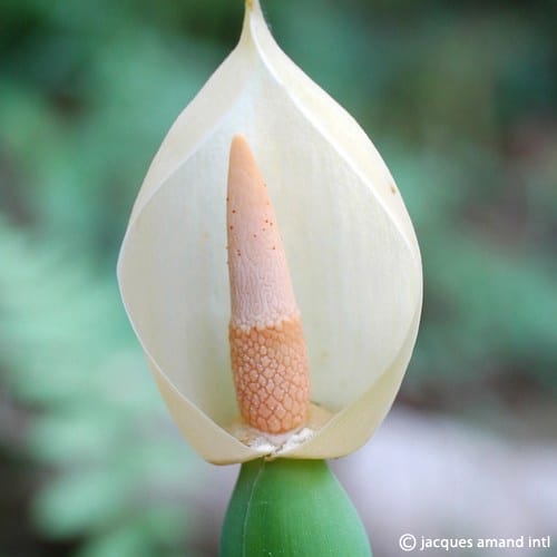 Buy Alocasia macrorrhiza (Giant Taro) Bulbs online UK
