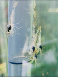 Amano Shrimp