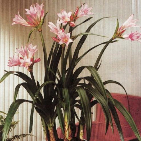 Buy Amarcrinum memoria-corsi 'Howardii' Bulbs online UK