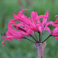 Buy Amarine tubergenii 'Anastasia' (Belladiva Series) Bulbs online UK