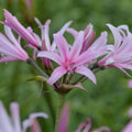Buy Amarine tubergenii 'Aphrodite' (Belladiva Series) Bulbs online UK