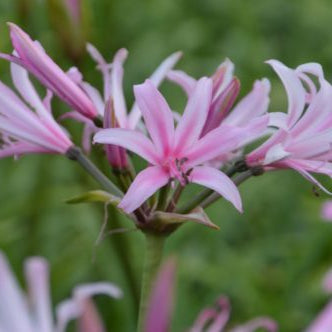 Buy Amarine tubergenii 'Aphrodite' (Belladiva Series) Bulbs online UK