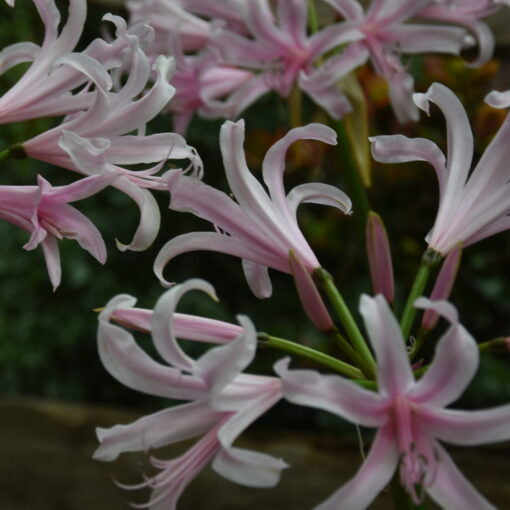 Buy Amarine tubergenii 'Emanuelle' (Belladiva Series) Bulbs online UK