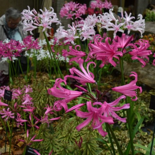 Buy Amarine tubergenii Mixed (Belladiva Series) Bulbs online UK