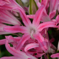 Buy Amarine tubergenii 'Paris' (Belladiva Series) Bulbs online UK