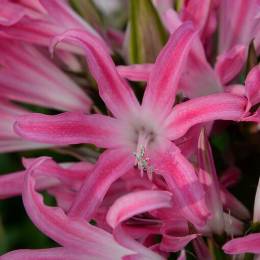 Buy Amarine tubergenii 'Paris' (Belladiva Series) Bulbs online UK